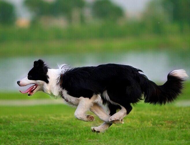 边境牧羊犬掉毛,处理好这几点轻松应对