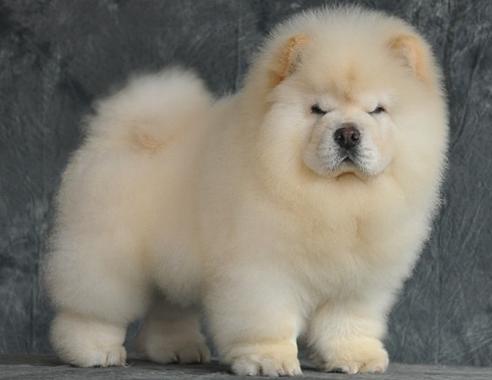 松狮犬能长多大,真相竟然是这样的