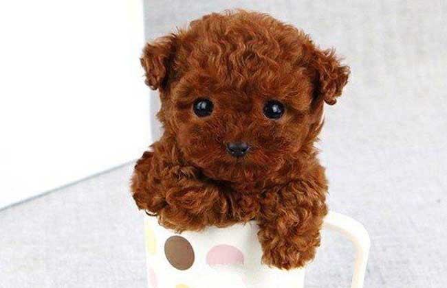 茶杯泰迪多少钱一只?价格都在这