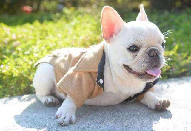 法斗犬好养吗?别看体型不大,古灵精怪的很