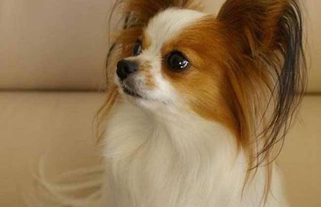 蝴蝶犬吃什么?好身体都是从吃开始