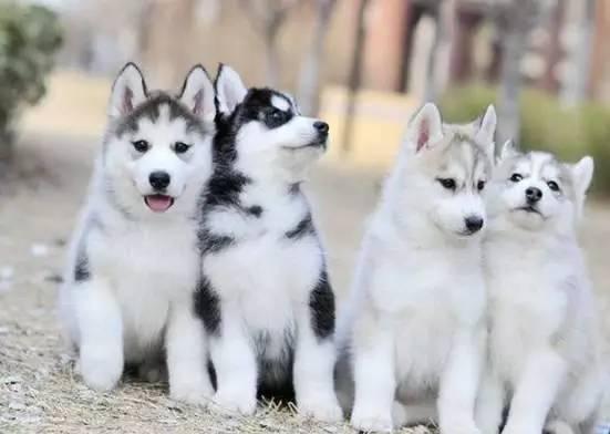 狗狗死了怎么安葬，方式有几种看你怎么选