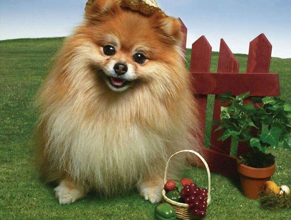 博美犬的寿命 这5种行为直接缩短寿命