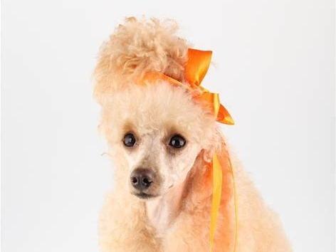 贵宾犬得了细小怎么办？这几个阶段很重要