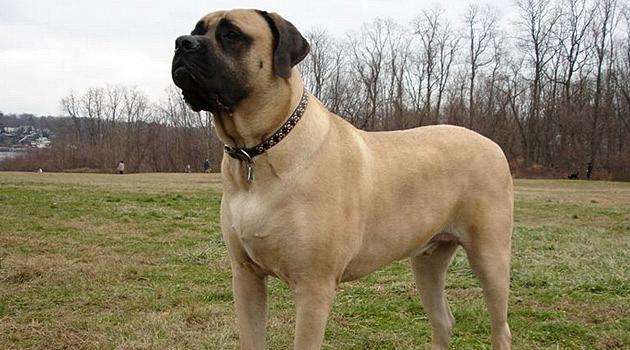 马士提夫犬打架厉害吗?这是很厉害的护家犬