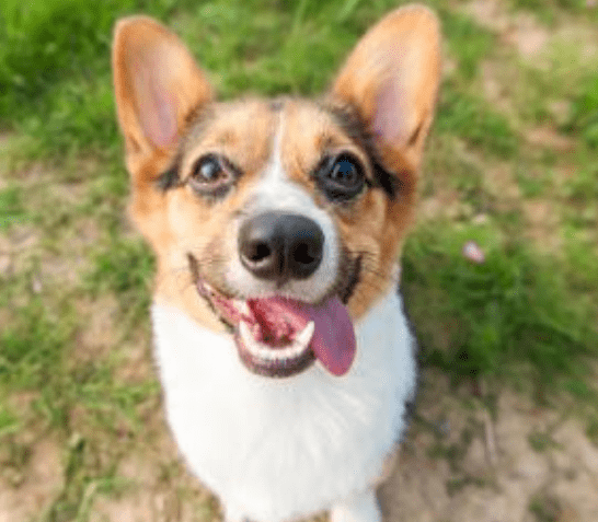 柯基犬一天喂几次，管好一日三餐足矣
