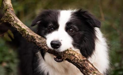 边境牧羊犬怎么看纯不纯?需要仔细看细节