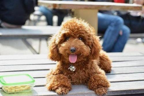 狗狗来了月经怎么办?做好这些日常护理工作