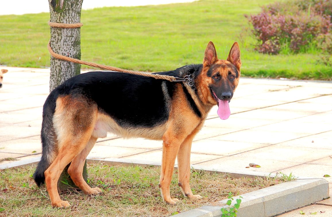 黑背犬很凶吗,这是一种值得尊敬的“凶”