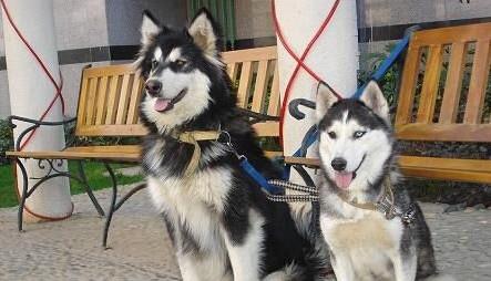 哈士奇和阿拉斯加的区别，二哈与斯加的兄弟情