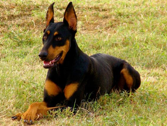 宾莎犬和杜宾犬区别,全方位了解它们