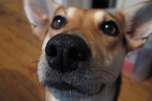 贵宾犬鼻子变色怎么回事？仔细些排查原因