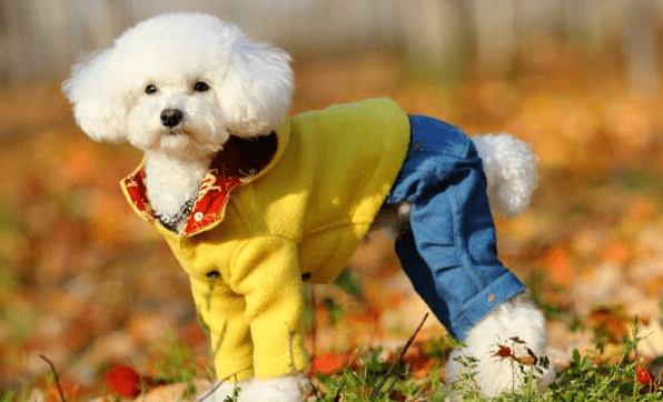 贵宾犬能长多大,如此标准的身材你有吗