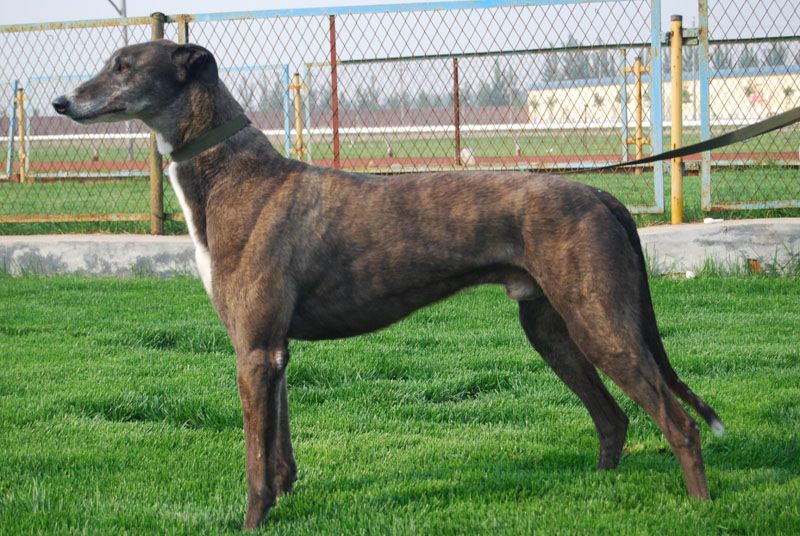 灵缇犬不听话怎么办，科学育宠不能忘