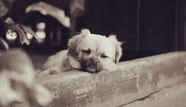 狗狗狂犬病的早期症状