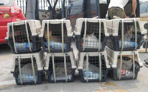 宠物怎么带回家,三大方法供你选择