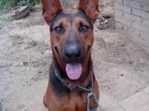 苏联红犬怎么训练？该严厉时绝不心软