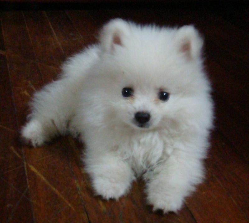 博美犬可以长多大?符合小型犬的标准