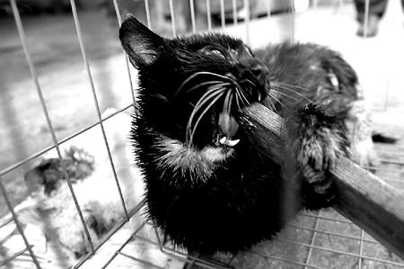 猫有狂犬病吗