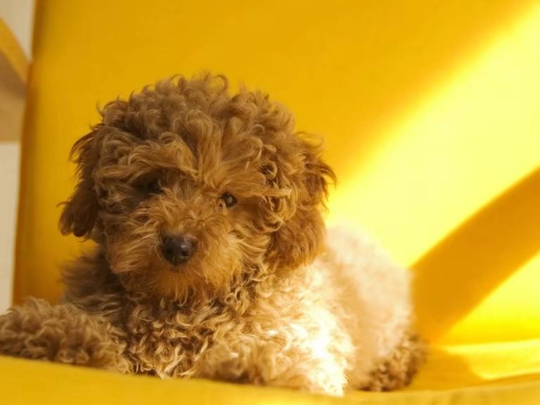 贵宾犬的训练方法,实用干货看过来