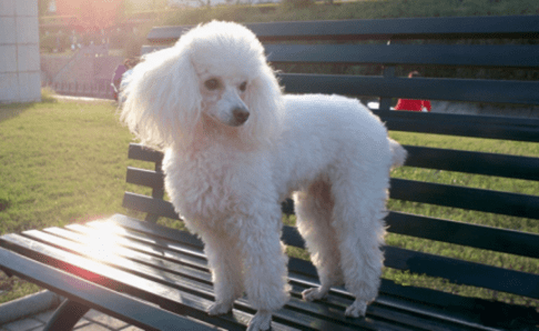 贵宾犬是泰迪吗?一个造型改变名称