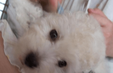 狗狗耳屎怎么弄出来?要注意好这些细节