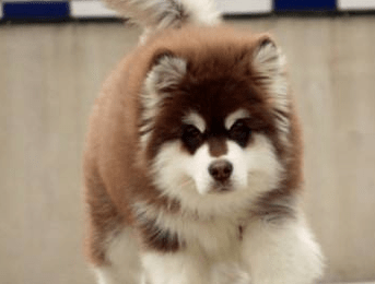 阿拉斯加吃什么可以长成巨型犬，合理搭配饮食很重要
