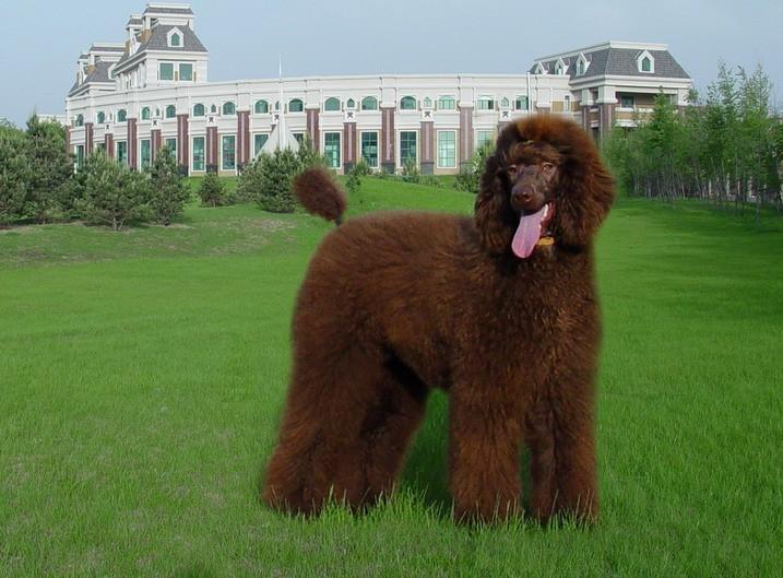 贵宾犬没有尾巴怎么办？其实不必过于慌张