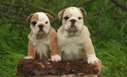 巴哥犬和斗牛犬的区别，不仅仅是外表上