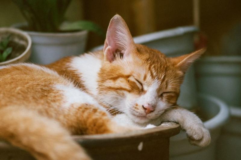 猫能喝酸奶吗?很多人都做错了!