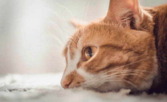 猫瘟能治好吗?这是个很严重的情况