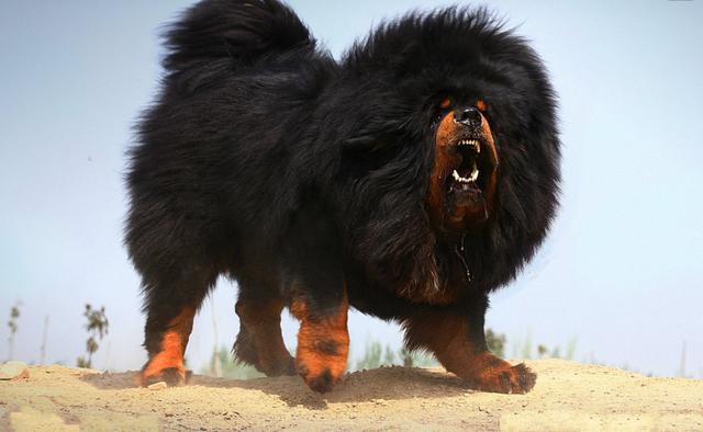 藏獒见到老虎的反应,你猜猜谁秒怂