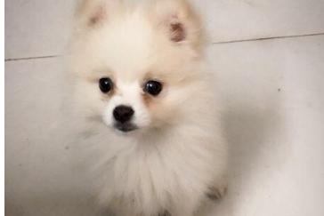 博美黑皮病前期症状，准确的判断很有必要