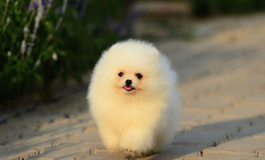 博美减肥吃什么好?可以采取这些方法来