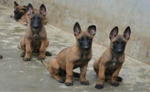 被马犬咬了有没有毒?先确认是否打疫苗吧