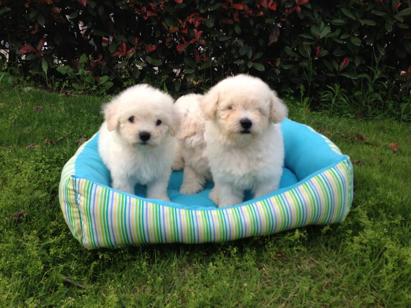 清理比熊泪痕的妙招，试试这些