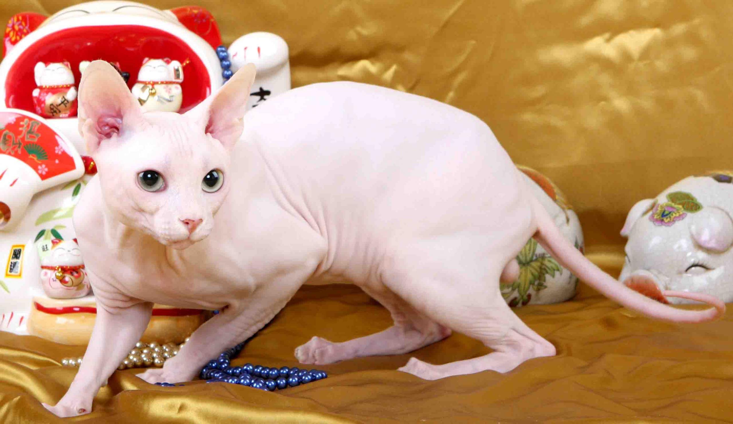 宠物猫品种图片大全,让你大开眼界