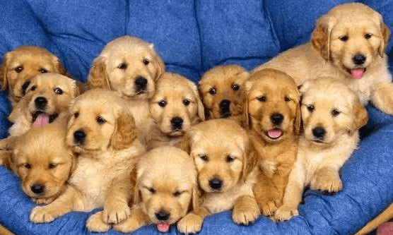 金毛犬怎么看纯不纯?注意这几个方面的特征