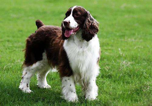 史宾格犬如何训练？  成功与否在此一举