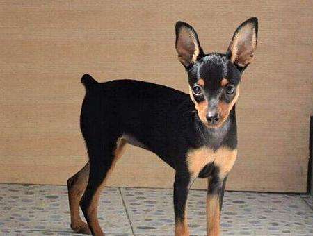 小鹿犬吃什么狗粮好，教你只选对的不选贵的