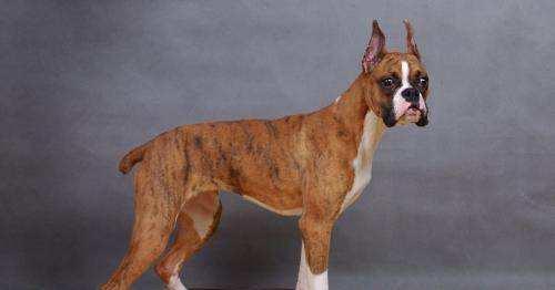 拳师犬的优缺点,养之前就该了解全面了