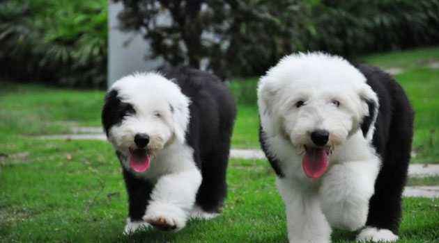 古牧犬的性格,这些特性让你苦笑不得