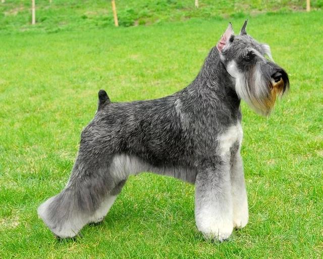 狗狗得癫痫怎么办？这些方面的问题要留心