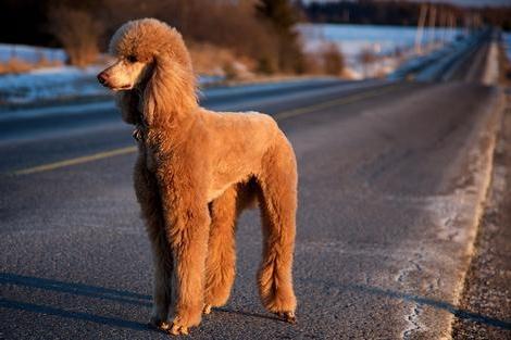 贵宾犬会咬主人吗?一般情况下是不会的