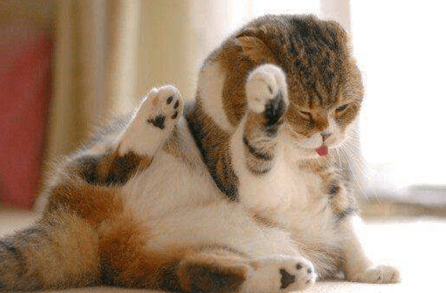 猫藓会传染给人吗