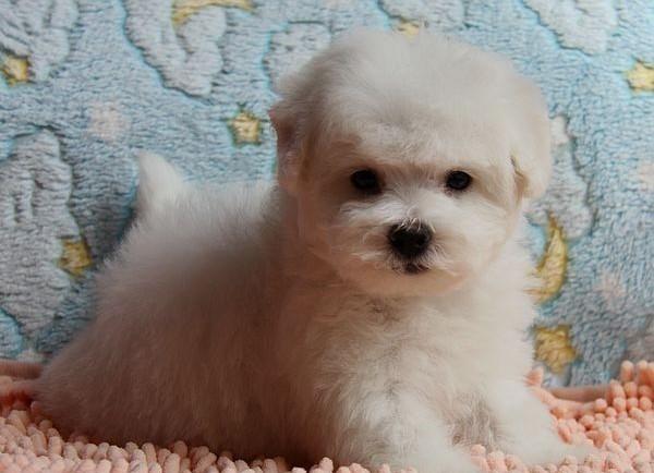 比熊幼犬怎么看纯不纯?观察这几处地方