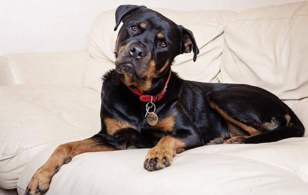 罗威纳犬能长多大,和小主人一起长大