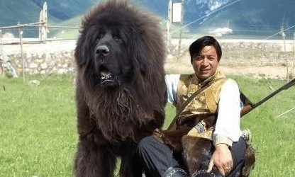 藏獒智商排名,第一你绝对想不到