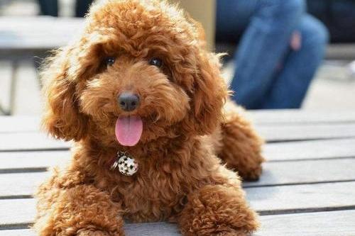 贵宾犬晚上不睡老叫怎么办?一定要学会这样来安抚