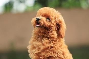 贵宾犬睡觉打呼怎么办?你得要找出具体原因